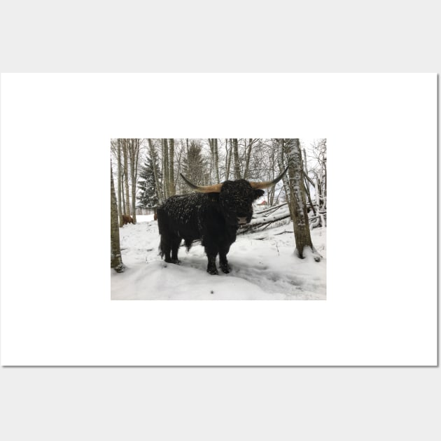 Scottish Highland Cattle Bull 2186 Wall Art by SaarelaHighland